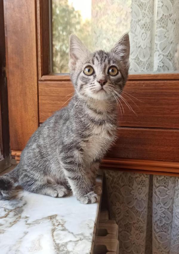 Yuki – Cucciolina Coraggiosa Cerca Casa